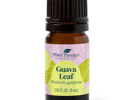 Guava Leaf Essential Oil Hot on Sale